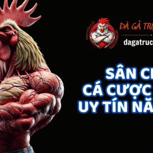 Đá gà trực tiếp C1 biz