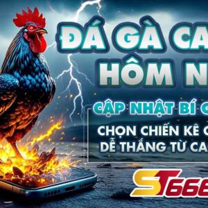 Đá gà casino hôm nay