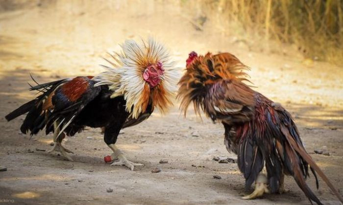 Giải Mã Kỹ Năng Nhìn Gà Đoán Kèo Gà Chọi Trên SV388 2 Tại sao “nhìn gà đoán kèo” lại quan trọng?
