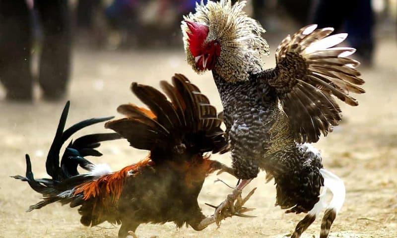 Giải Mã Kỹ Năng Nhìn Gà Đoán Kèo Gà Chọi Trên SV388 3 Hành động vỗ cánh – Dấu hiệu tâm lý chủ động