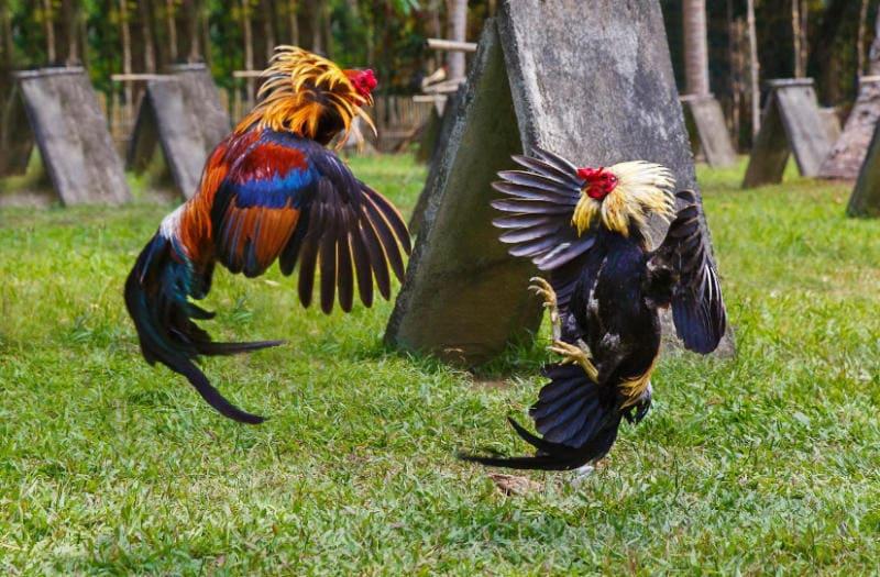 Giải Mã Kỹ Năng Nhìn Gà Đoán Kèo Gà Chọi Trên SV388 4 Những lưu ý khi áp dụng kỹ năng nhìn gà đoán kèo trên SV388